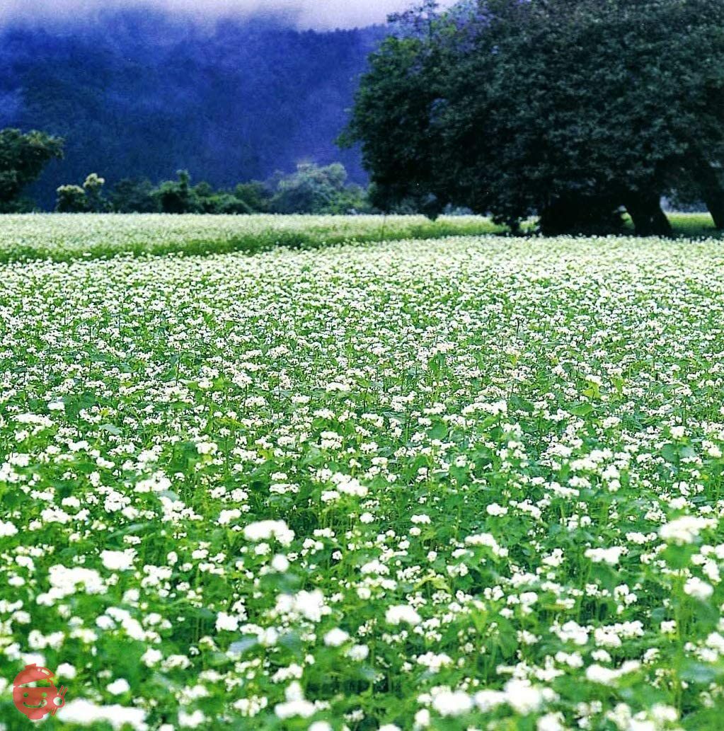 山本かじの 国産の十割そば 200g×2袋の画像