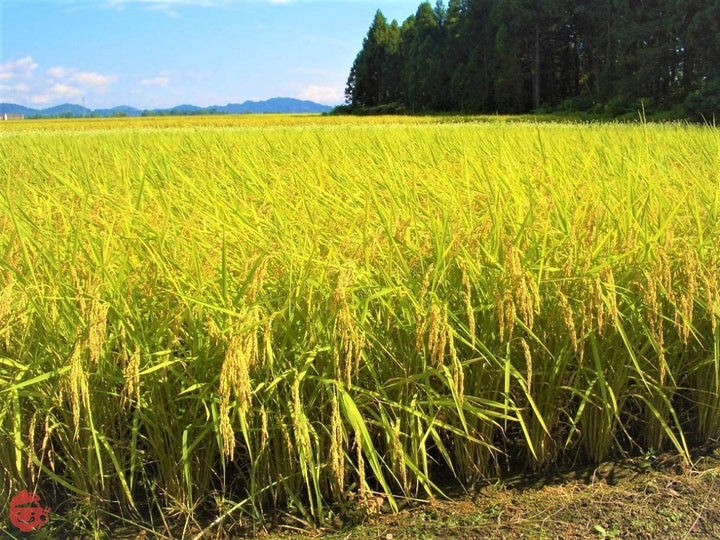 越後製菓 玄米ごはん 150g×12個の画像