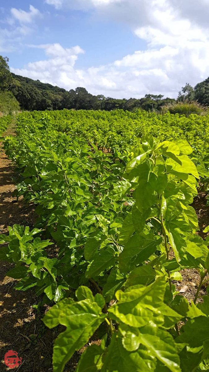 無農薬 無化学肥料 無農薬緑茶 粉末緑茶 緑茶 お茶 茶葉 粉末 パウダー パウダーティー 鹿児島茶 国産 屋久島 深山園 2番茶 粉末緑茶 160g (x 5)の画像