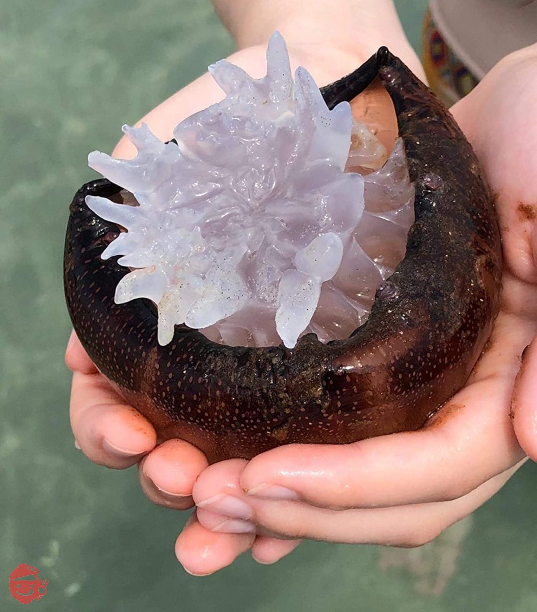 高級珍味 キャノンボール クラゲ(頭) 1kg 業務用 渦巻くらげ 塩漬け 食用 中華 前菜 刺身の画像