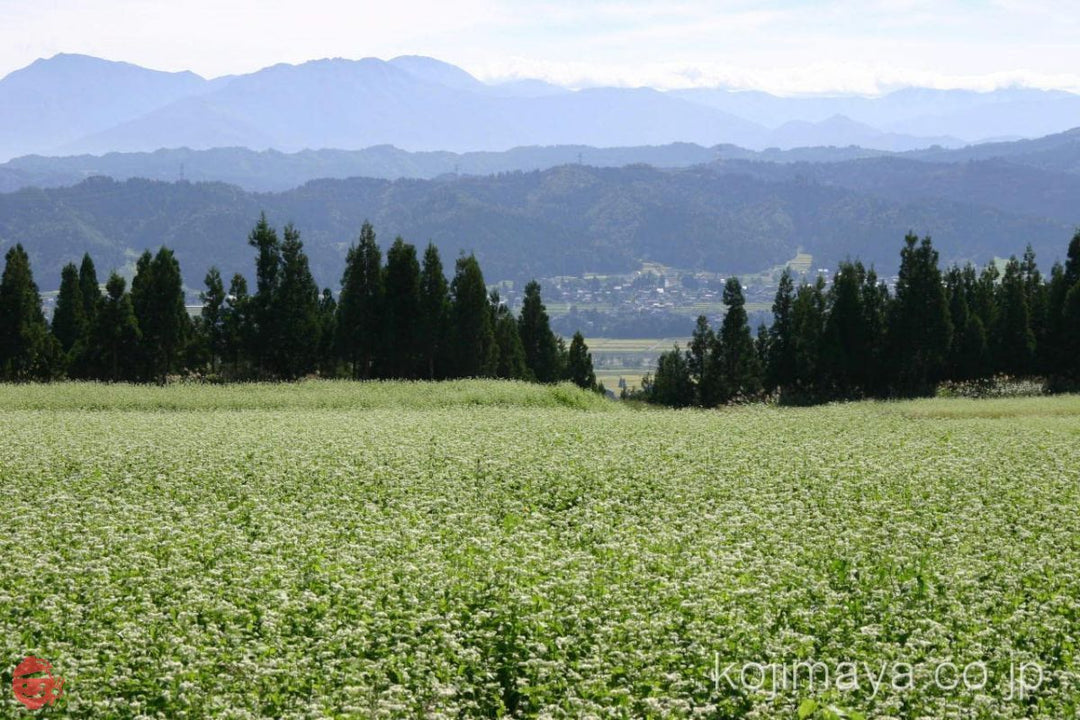 へぎそば 布乃利小嶋屋そば 200g×12袋 つゆ付の画像