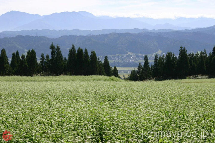 へぎそば 布乃利小嶋屋そば 200g×15袋 つゆなしの画像