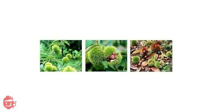 有機天津甘栗 (むき栗 65g×10袋)の画像