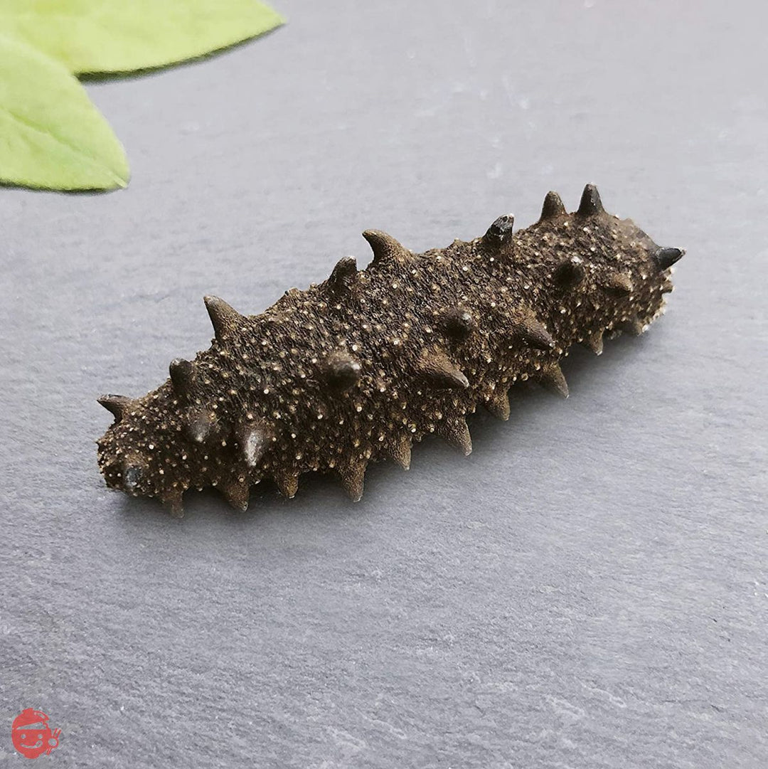 【青森産】 乾燥なまこ LLサイズ 天然 厳選A級品 100g 明治水産 (LL(約8個/12-14.9g))の画像