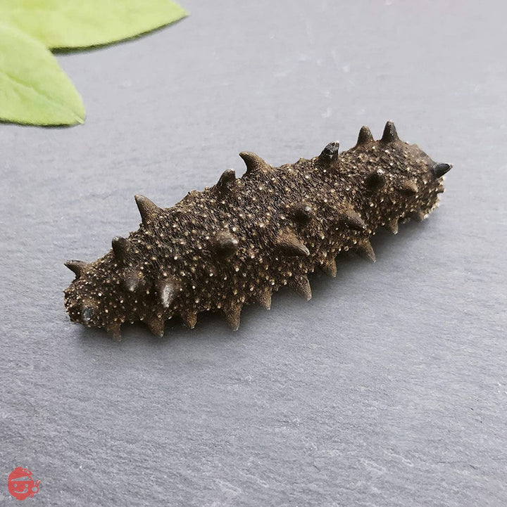 【青森産】 乾燥なまこ LLサイズ 天然 厳選A級品 100g 明治水産 (LL(約8個/12-14.9g))の画像