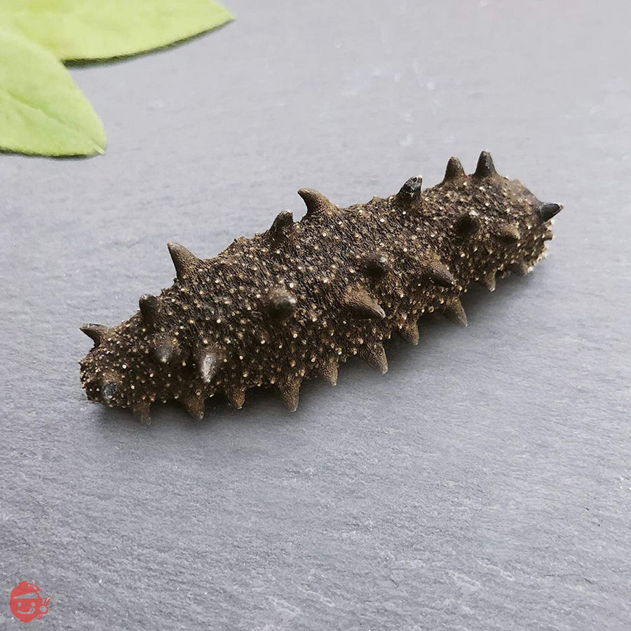 【青森産】 乾燥なまこ LLサイズ 天然 厳選A級品 100g 明治水産 (LL(約8個/12-14.9g))の画像