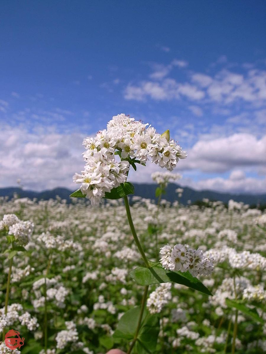 奈良屋 挽きたて二八 200g×5個の画像