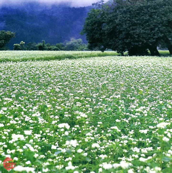 かじの 伝統の二八そば 250g×4個の画像