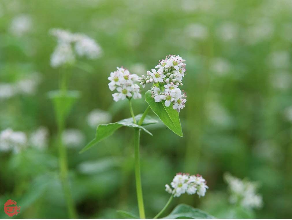 かじの 伝統の二八そば 250g×4個の画像