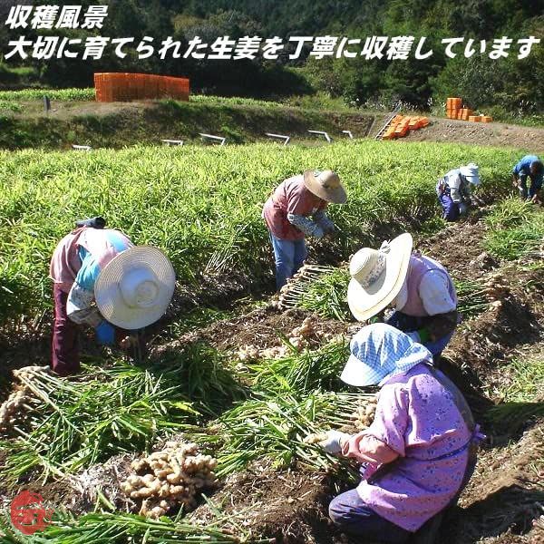 高知県産 生姜 パウダー 100g しょうが 乾燥 粉末 ウルトラ生姜「殺菌蒸し工程 1cc計量スプーン入り」の画像