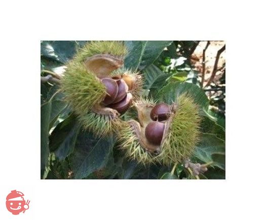 【30%増量!】お得な簡易袋 正味670g→880gの画像