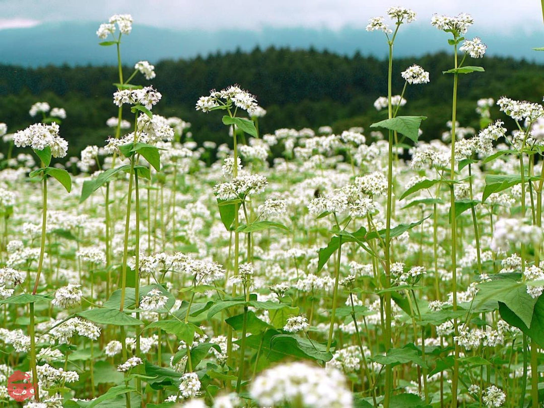 かじの 韃靼十割そば 180g×2袋の画像
