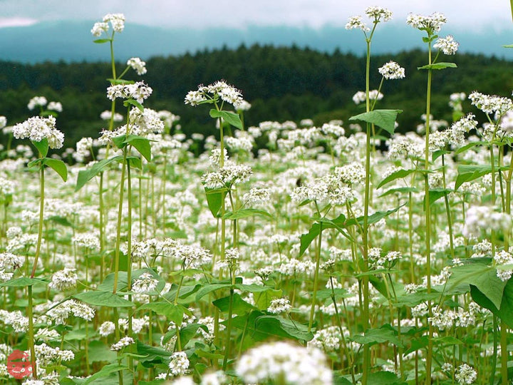 かじの 韃靼十割そば 180g×2袋の画像