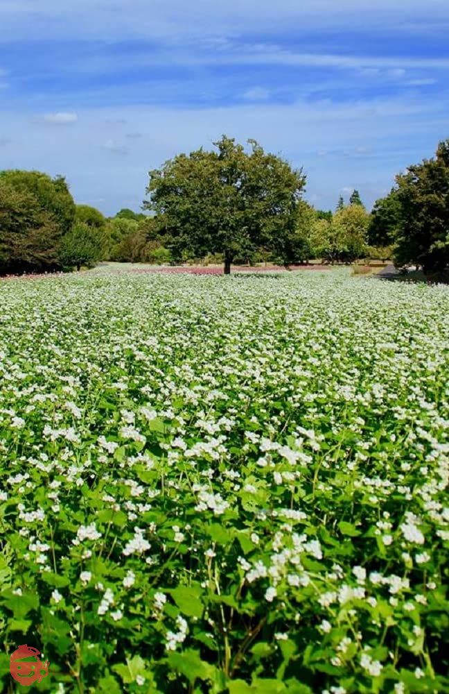 かじの 韃靼十割そば 180g×2袋の画像