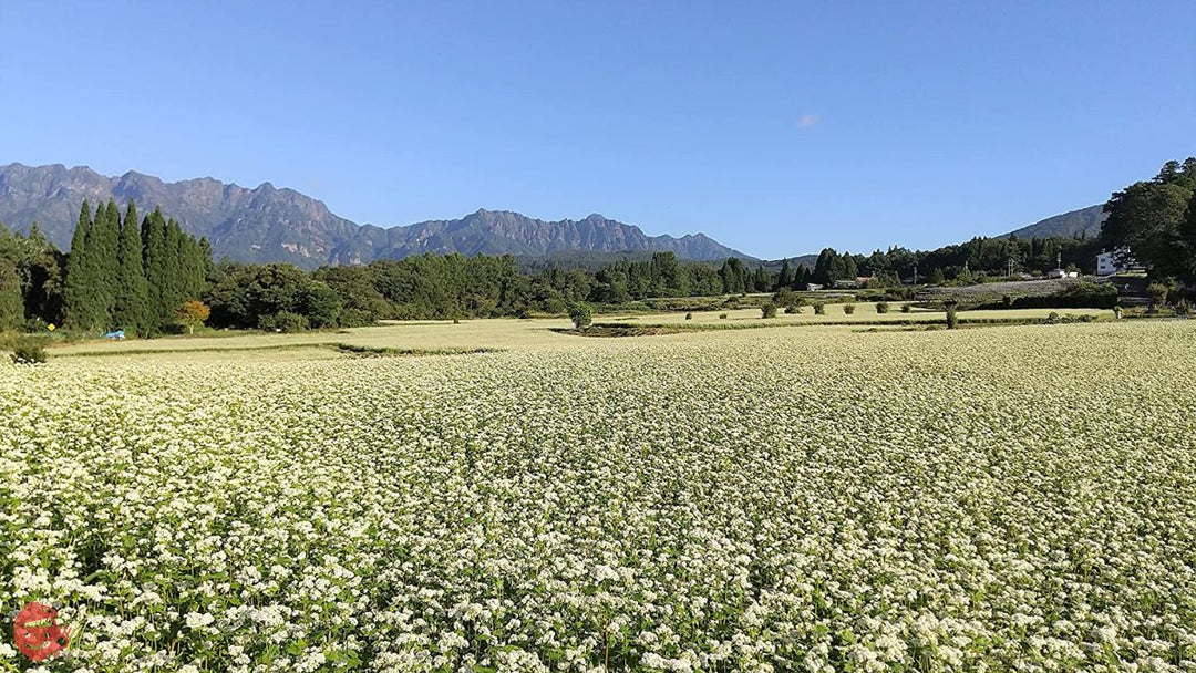 おびなた そばの極み八割そば 240g ×3袋の画像