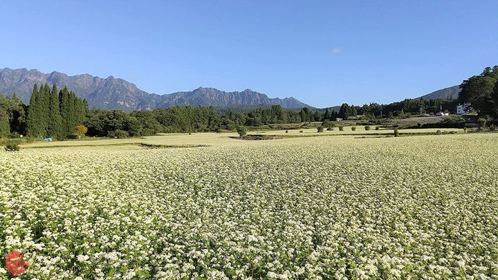おびなた そばの極み八割そば 240g ×3袋の画像