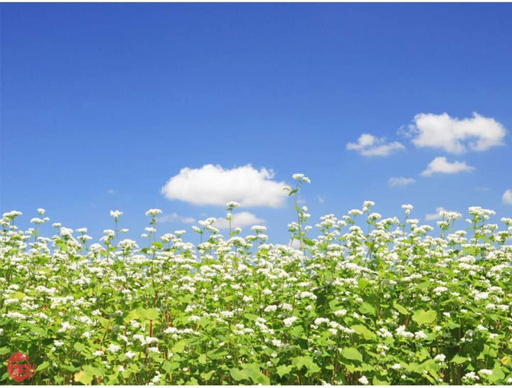 本田商店 出雲そば 180g×6袋の画像