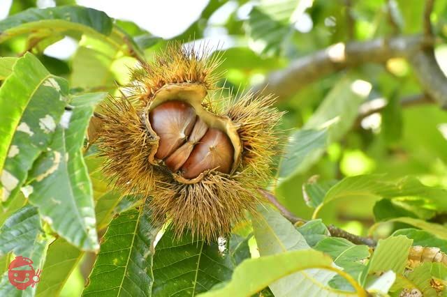 匠が推す 有機天津甘栗(福笑栗)180g(90g×2P)×10袋の画像