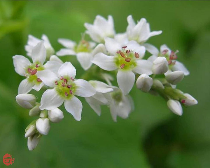 小嶋屋総本店 へぎそば 魚沼手繰りそば 180g×10袋 つゆなしの画像