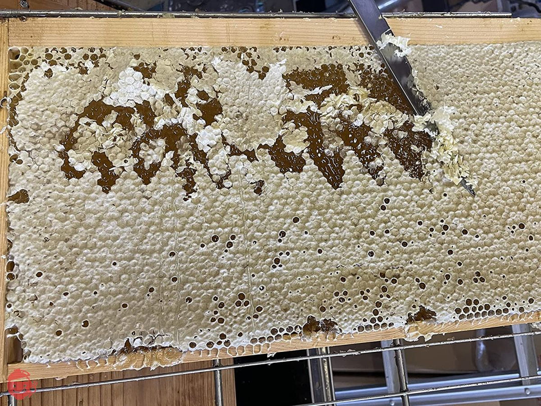 国産天然純粋蜂蜜【明蜂堂】自家採蜜 百花500g(PP容器)の画像