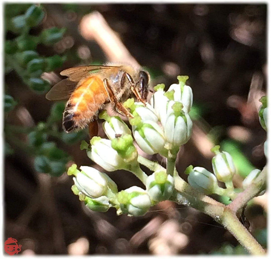 国産天然純粋蜂蜜【明蜂堂】自家採蜜 百花500g(PP容器)の画像