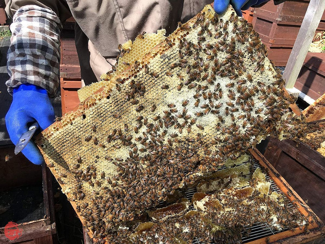 国産天然純粋蜂蜜【明蜂堂】自家採蜜 百花500g(PP容器)の画像