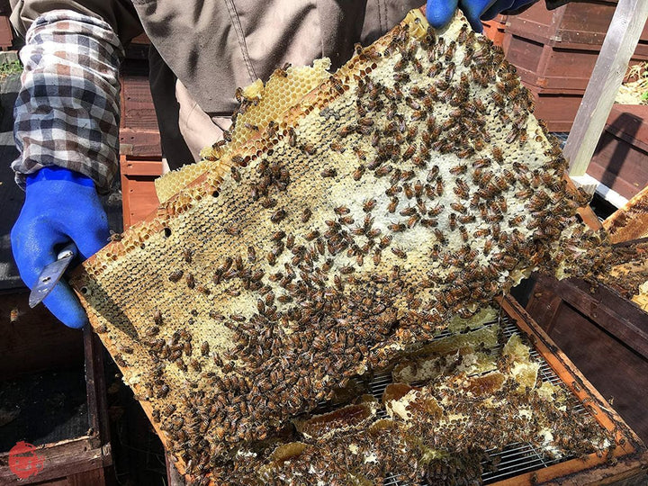 国産天然純粋蜂蜜【明蜂堂】自家採蜜 百花500g(PP容器)の画像
