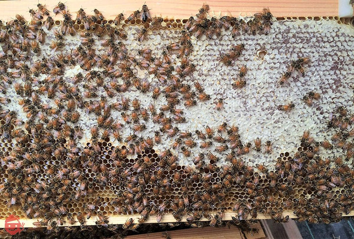 国産天然純粋蜂蜜【明蜂堂】自家採蜜 百花500g(PP容器)の画像