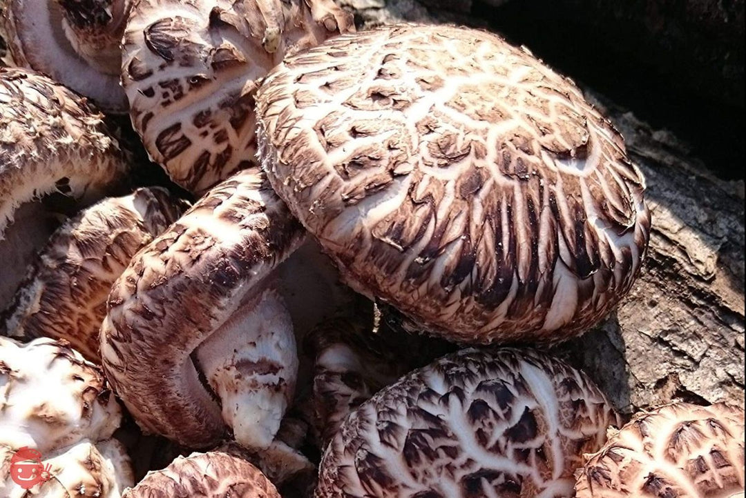 【干し椎茸】スライス 80g 熊本産 無農薬 食物繊維・ビタミンたっぷり 腸内免疫 便利なジッパー袋 使い方説明付きの画像