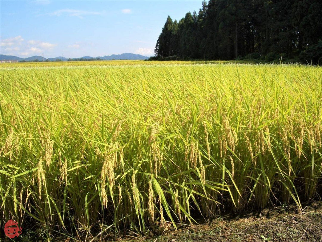 越後製菓 十種穀物ごはん 150g×12個の画像