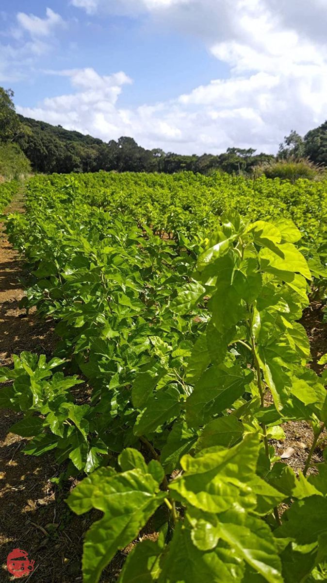 無農薬 無化学肥料 残留農薬ゼロ《私たちが作った屋久島自然栽培茶です》屋久島 桑の葉 天然パウダーティー 45g×1袋の画像