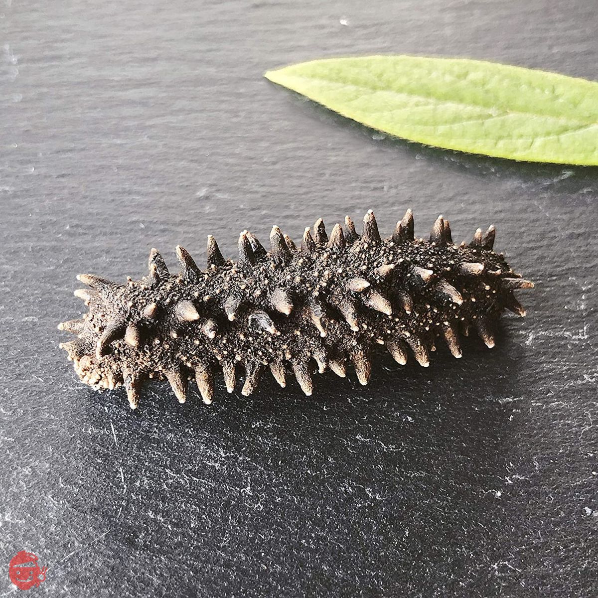北海道産干燥タマコ 90g Hokkaido] Dried sea cucumber, natural, carefully selected A-grade