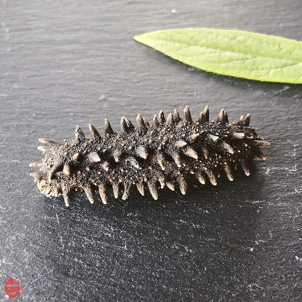 天然干し海鼠 Hokkaido] Dried sea cucumber, natural, carefully selected A-grade