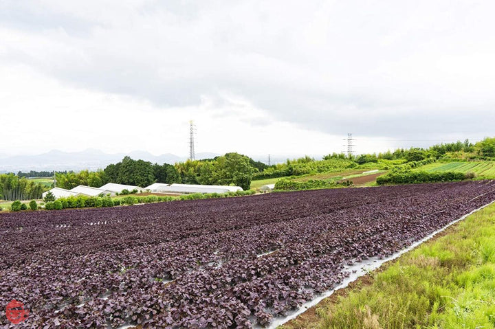 竹内農園 紀州南高梅 【特選】 昔ながらのすっぱい梅干し 無添加 (梅酢500ml)の画像