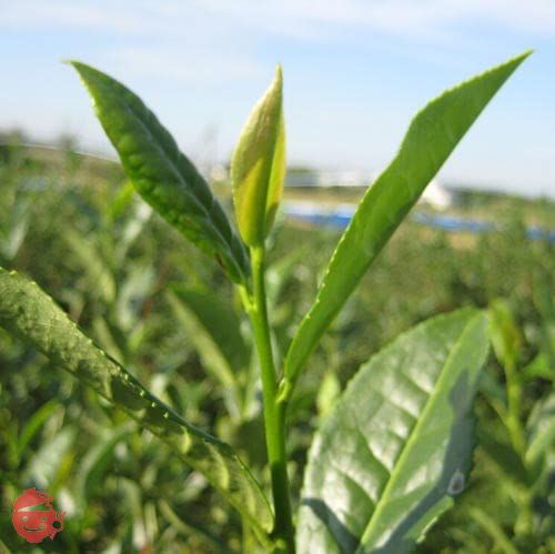 べにふうき茶 粉末 スティック（1g×50包） 静岡産 粉末茶 メチル化カテキン 豊富 粉末緑茶 パウダー ※の画像