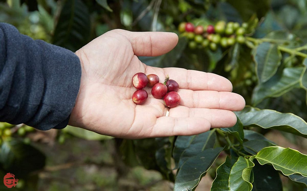 MUJI Organic Coffee Original Blend Beans 200g 82198492 – Japacle