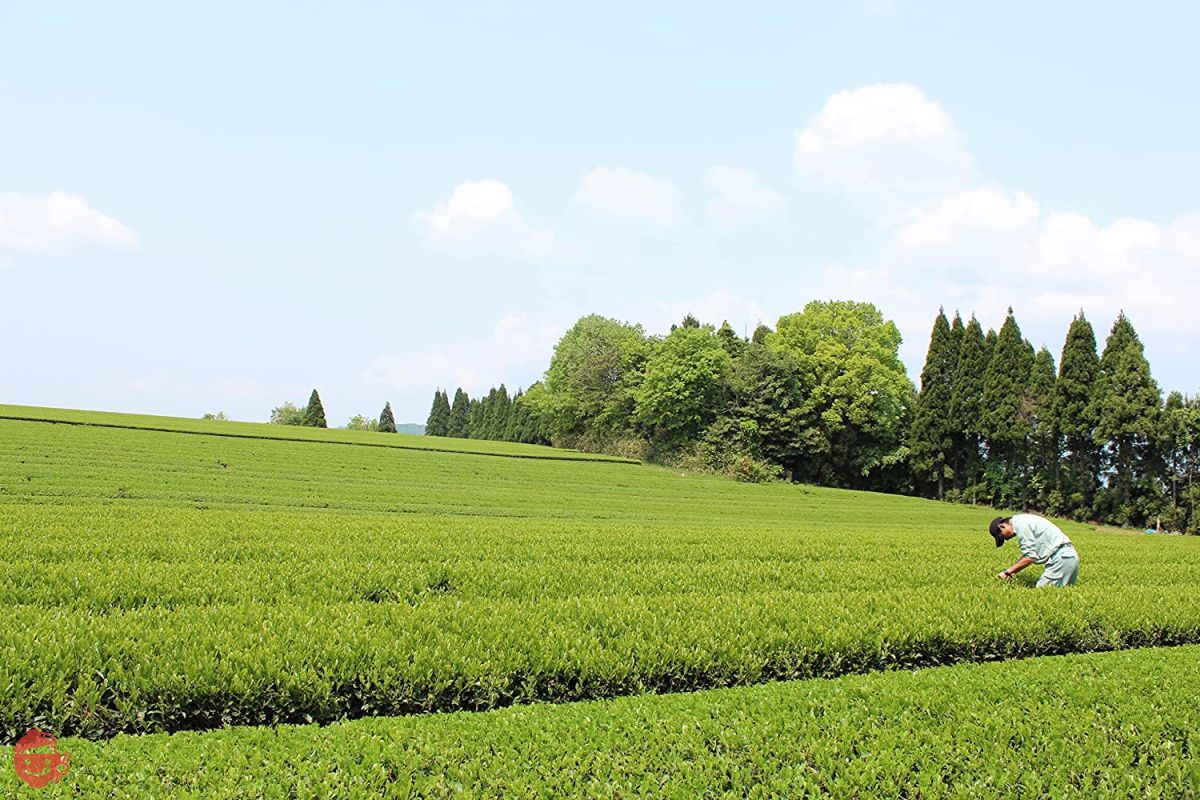 Senchaso Green Tea with Matcha Powdered Tea Izumo Fuji 200g (Tea