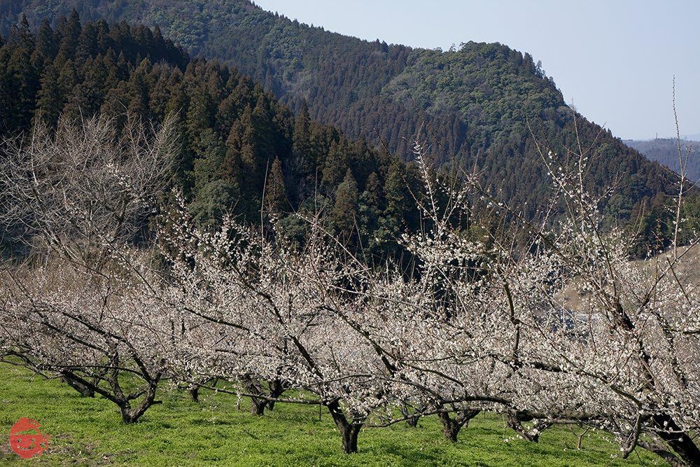 [豊の香梅] 梅干し300g 無添加 梅 赤紫蘇 天日塩だけで漬け込んだすっぱい梅干し (天然塩分16%) 大分県大山町産の画像