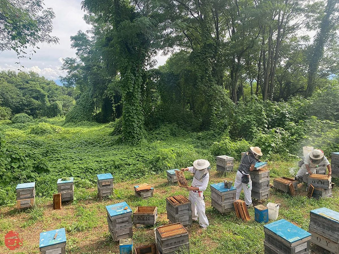 荻原養蜂園 国産コームハニーアカシア 100g×1個 巣はちみつの画像