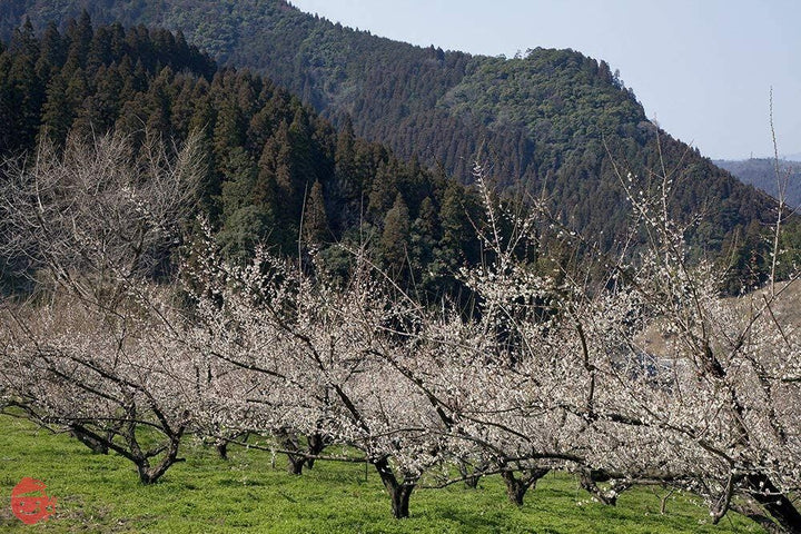 大分県大山町産 豊の香梅 梅干し 500g / 無添加 / 天然塩の画像