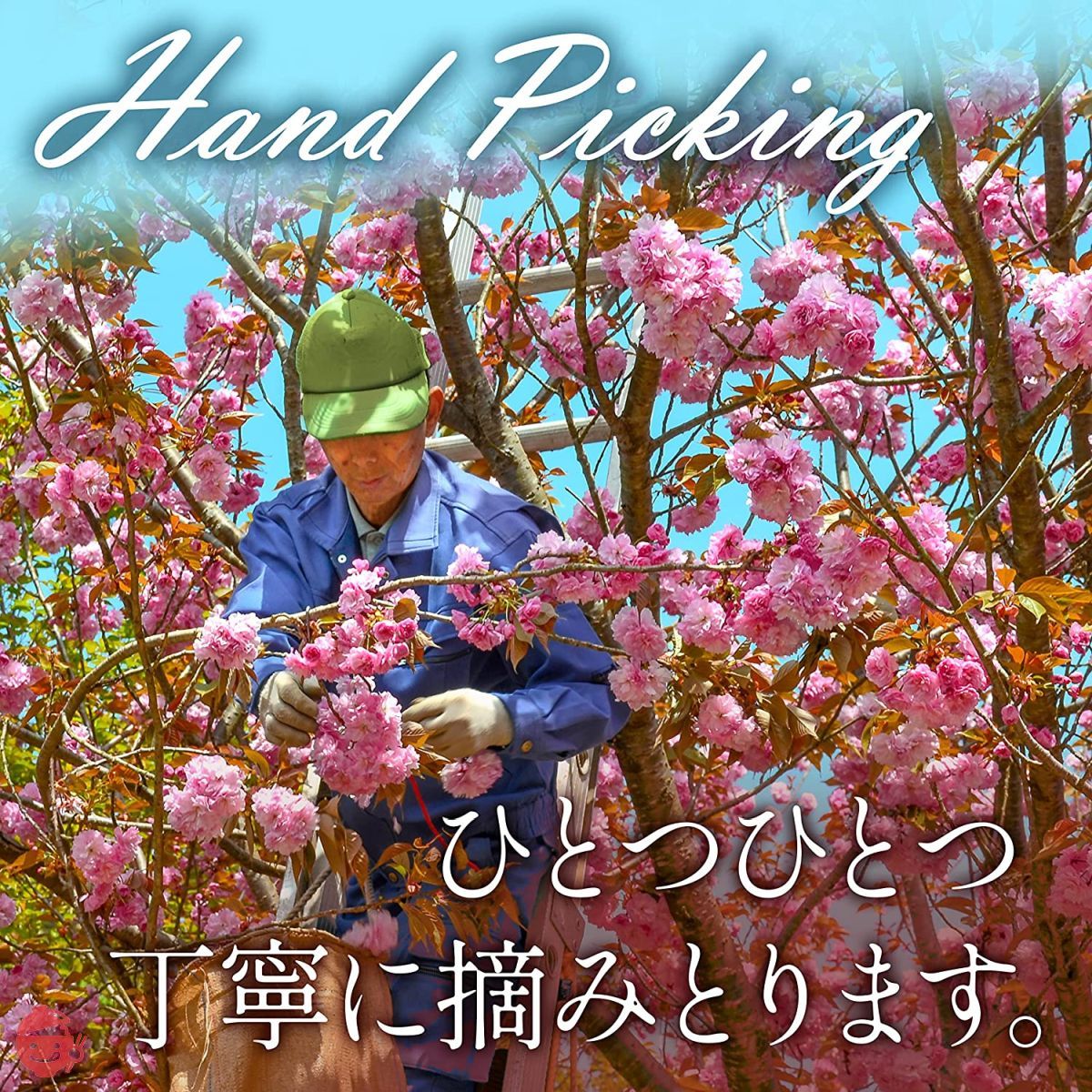 桜パウダー 国産 製菓用 料理用 エディブルフラワー 食用桜 桜の花